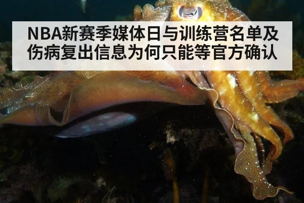 NBA新赛季媒体日与训练营名单及伤病复出信息为何只能等官方确认
